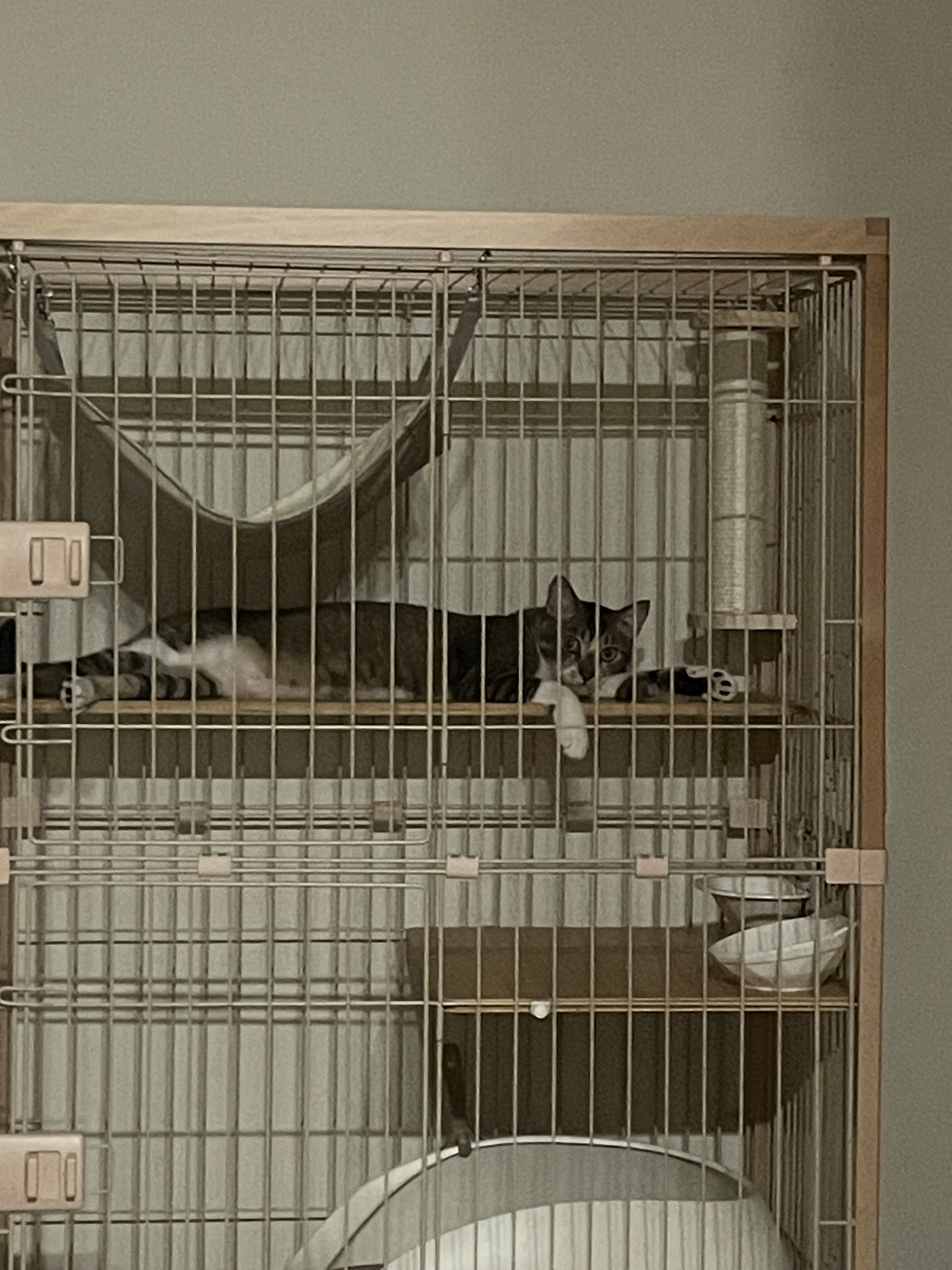 少し家に慣れてきた頃のつむぎ